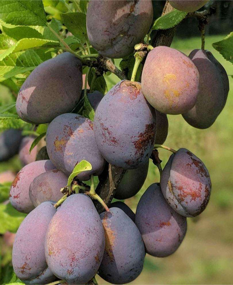 Stanley European Plum - Raintree Nursery