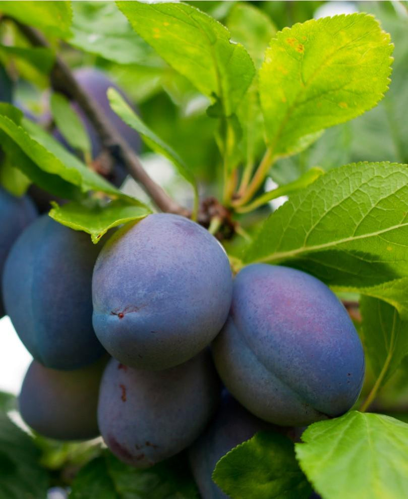 Buy Plum Trees Victoria Plum for Sale Raintree Nursery