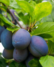 Combo European Plum Tree (3 varieties) - Raintree Nursery