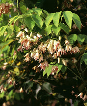 Stauntonia Vine - Raintree Nursery
