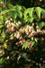 Stauntonia Vine - Raintree Nursery