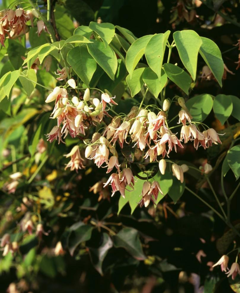 Vine Plants for Sale Buy Vine Plants — Raintree Nursery