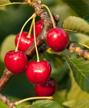 Stella Cherry - Raintree Nursery