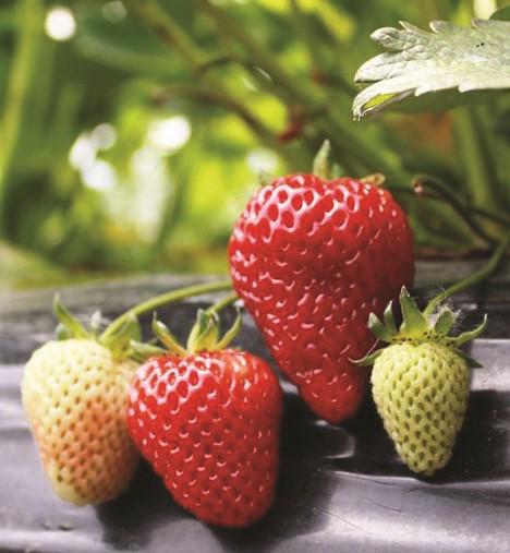 albion strawberry seeds for sale Albion Strawberry