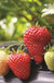 Albion Strawberry Bundle (3 Packs)-Raintree Nursery-25 Bareroot Plants-