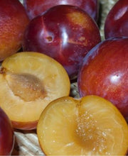 Sugar Twist Pluerry - Raintree Nursery