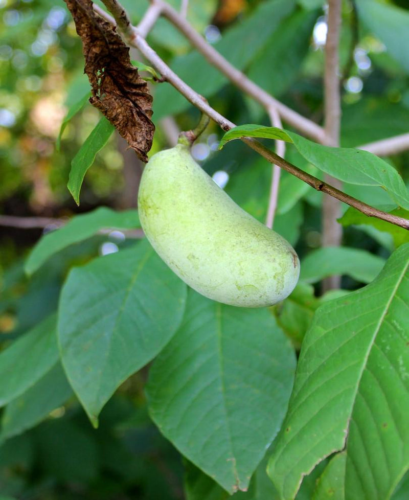Sunflower Paw Paw - Raintree Nursery