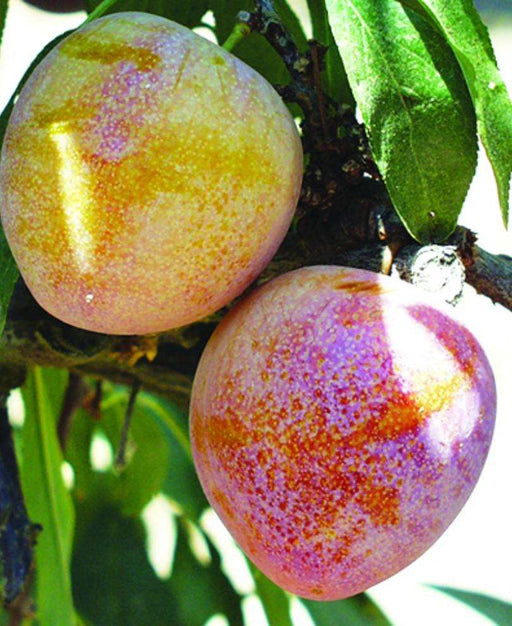 Asian Plum Trees | Quality Japanese Plants | Raintree Nursery
