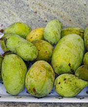 Susquehanna® Paw Paw - Raintree Nursery