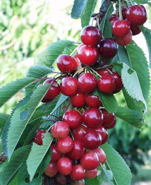 Sweetheart Cherry - Raintree Nursery