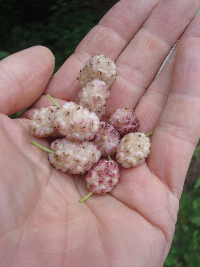 lavender mulberry tree Sweet Lavender Mulberry