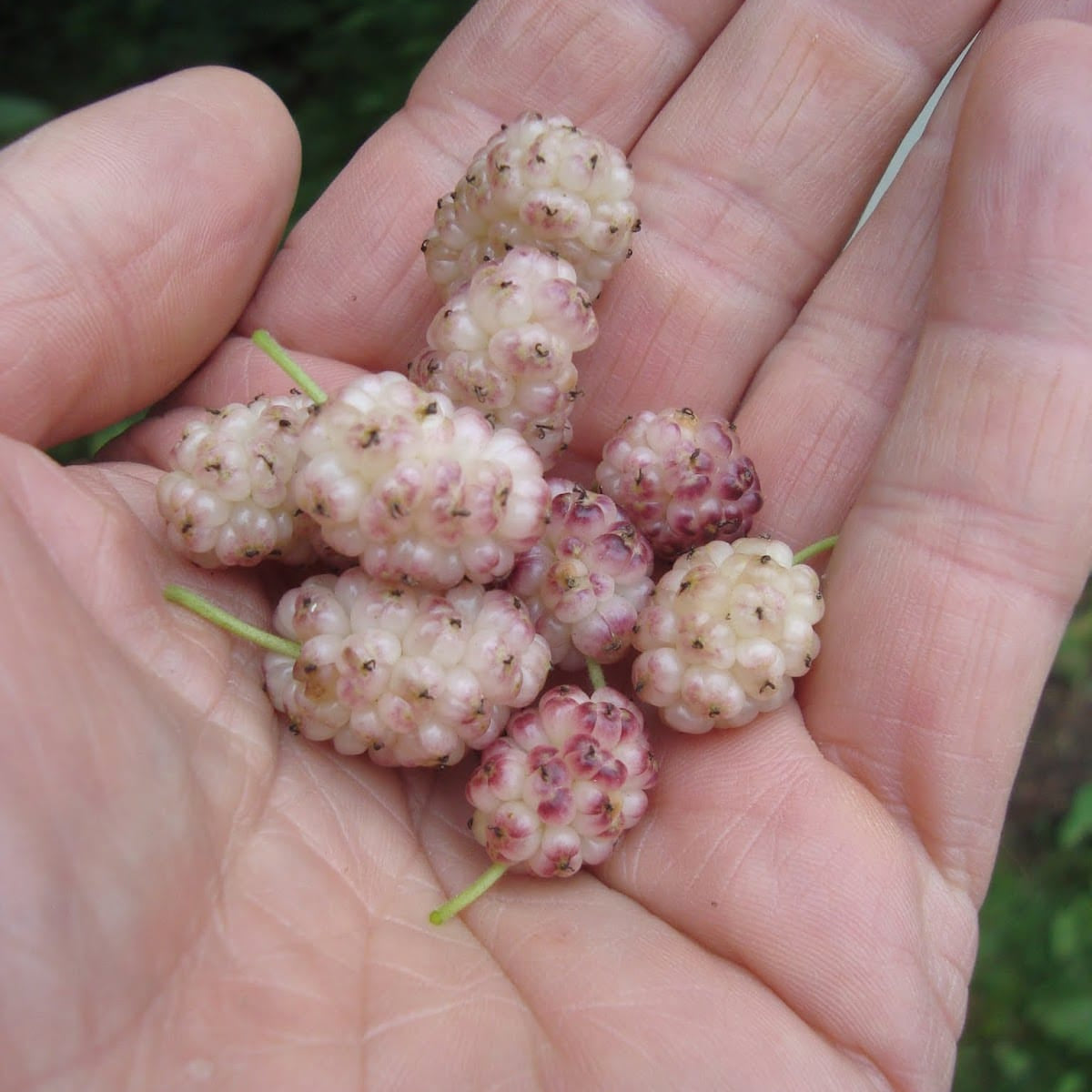 sweet lavender mulberry tree Sweet Lavender Mulberry