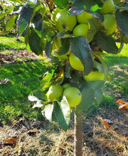 Tangy Green™ Urban™ Columnar Apple - Raintree Nursery