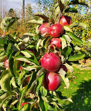 Tasty Red™ Urban® Columnar Apple - Raintree Nursery