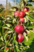 Tasty Red™ Urban® Columnar Apple - Raintree Nursery