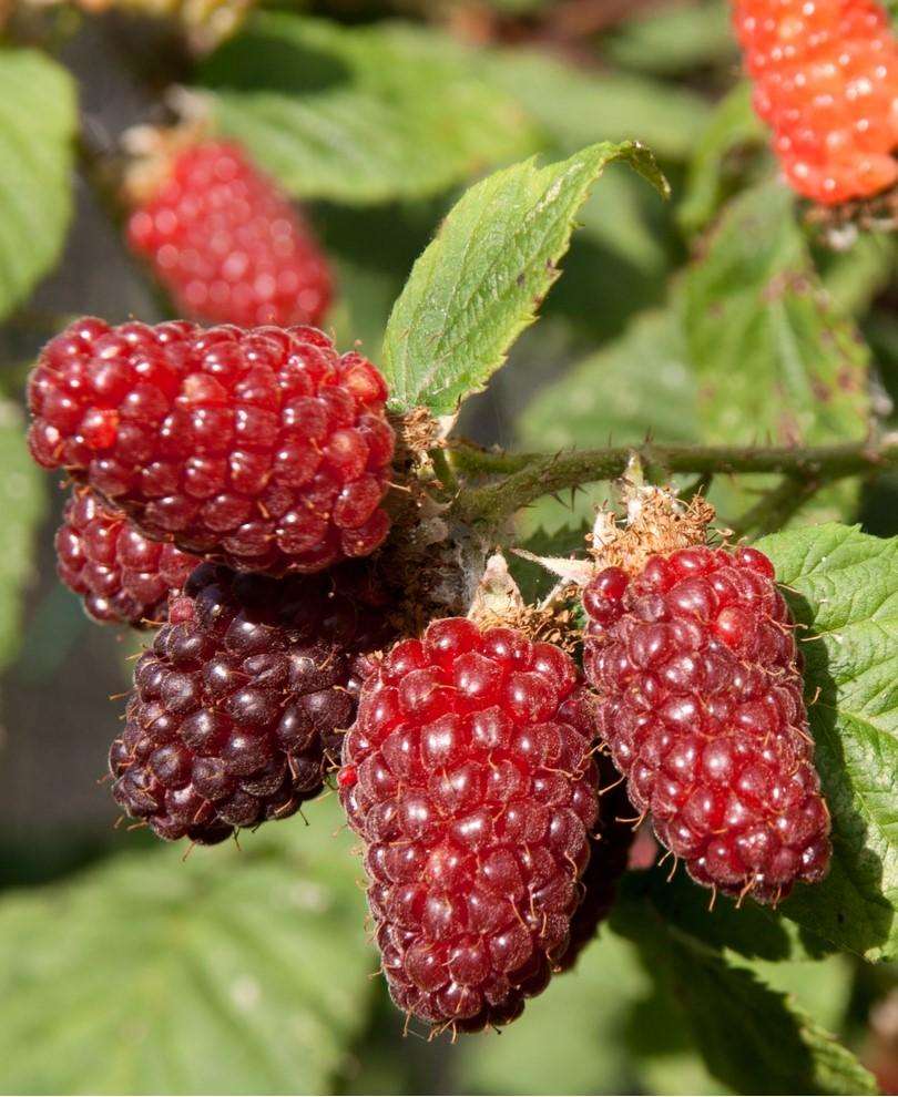 Raintree Nursery Tayberry