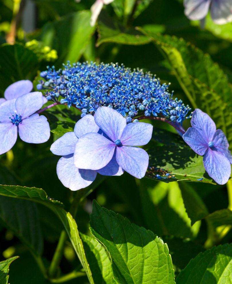Image of Teller blue hydrangea close-up