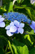Tellers Blue Hydrangea - Raintree Nursery