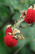 Thimbleberry - Raintree Nursery
