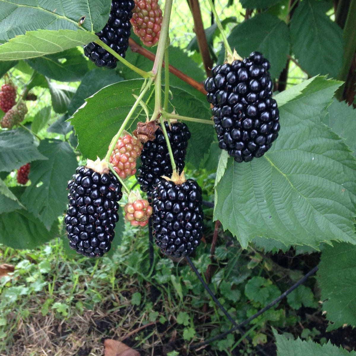 thornlessblackberry_1200x1200_
