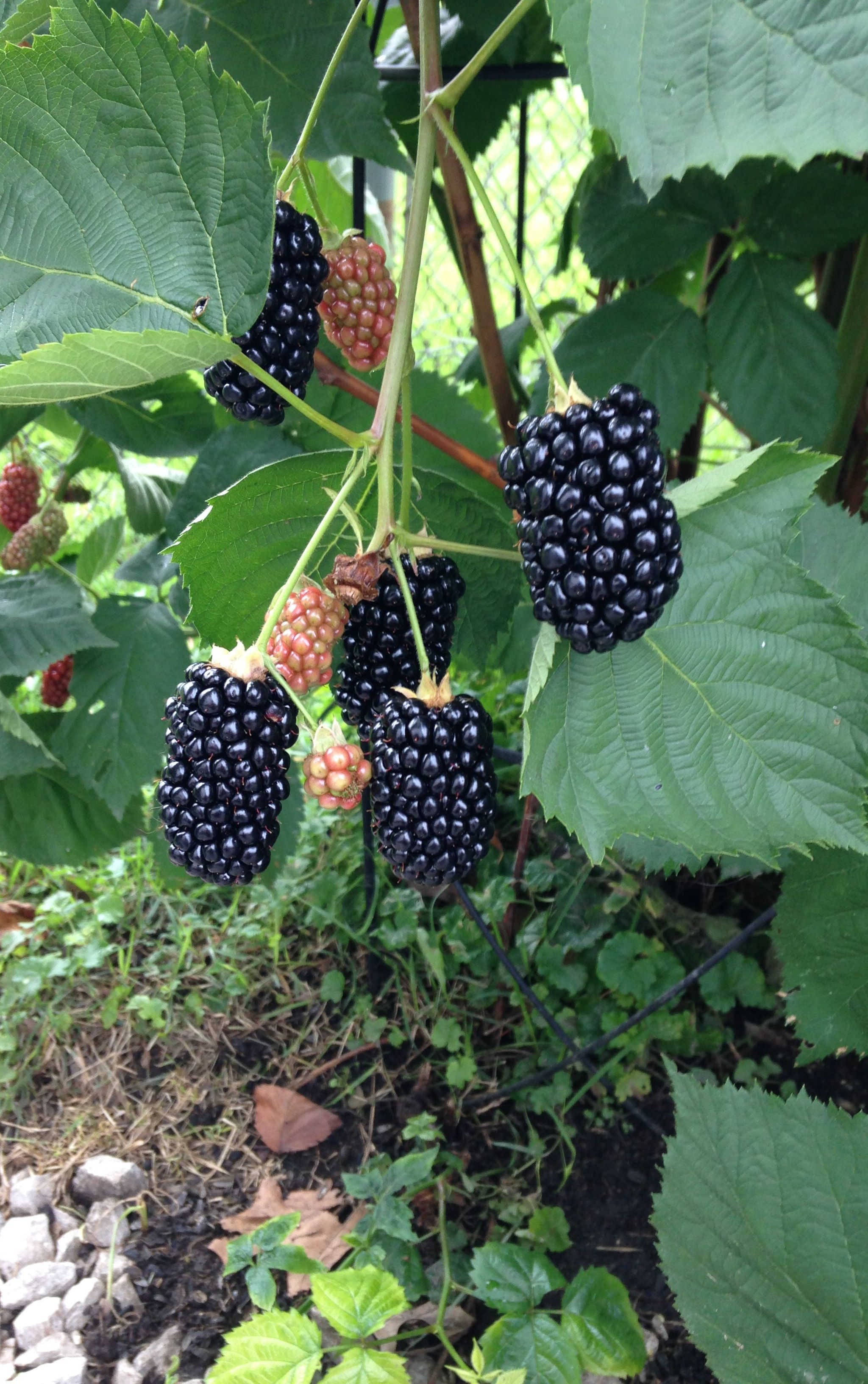 Thornless Blackberry Plants | Order Highest Quality Bushes — Raintree ...