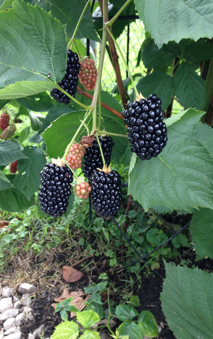 Prime Ark Freedom Thornless Blackberry-Berries-Raintree Prop-4" Pot-