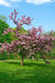 Thundercloud Flowering Plum Tree - Raintree Nursery