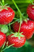 Tillamook Strawberry-Berries-NorCal/Planasa-25 Bareroot Crowns-