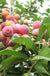 Toka Asian Plum - Raintree Nursery