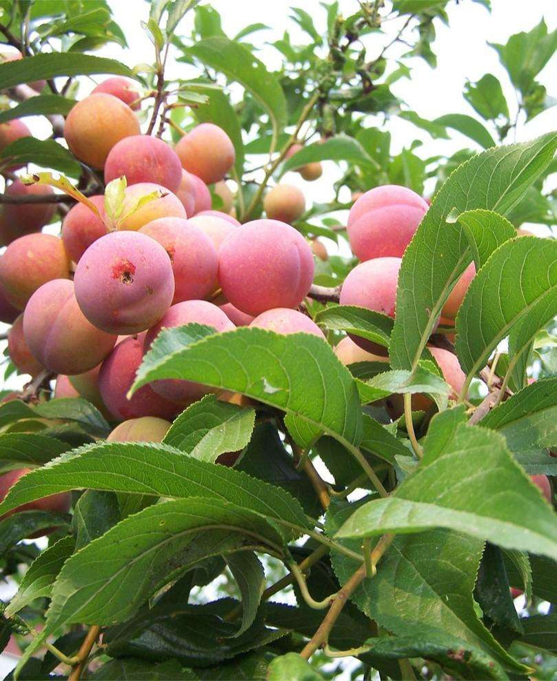 Toka Plum/Mryo 29C — Raintree Nursery