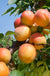 Tomcot Apricot - Raintree Nursery