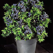 Tophat blueberry - Raintree Nursery