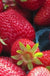 Totem Strawberry-Berries-NorCal/Planasa-25 Bareroot Crowns-