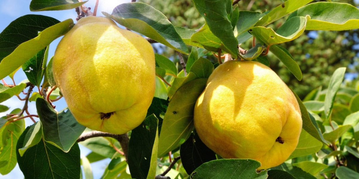 Crimea™ Quince — Raintree Nursery