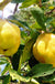 Crimea™ Quince-Fruit Trees-North Woods-1 Gallon Pot-