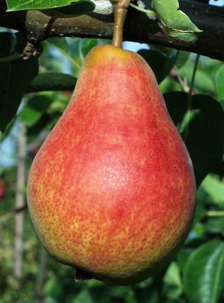 Bosc European Pear — Raintree Nursery