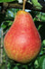 Combo European Pear Tree (4 varieties) - Raintree Nursery