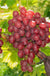 Vanessa Seedless Grape - Raintree Nursery