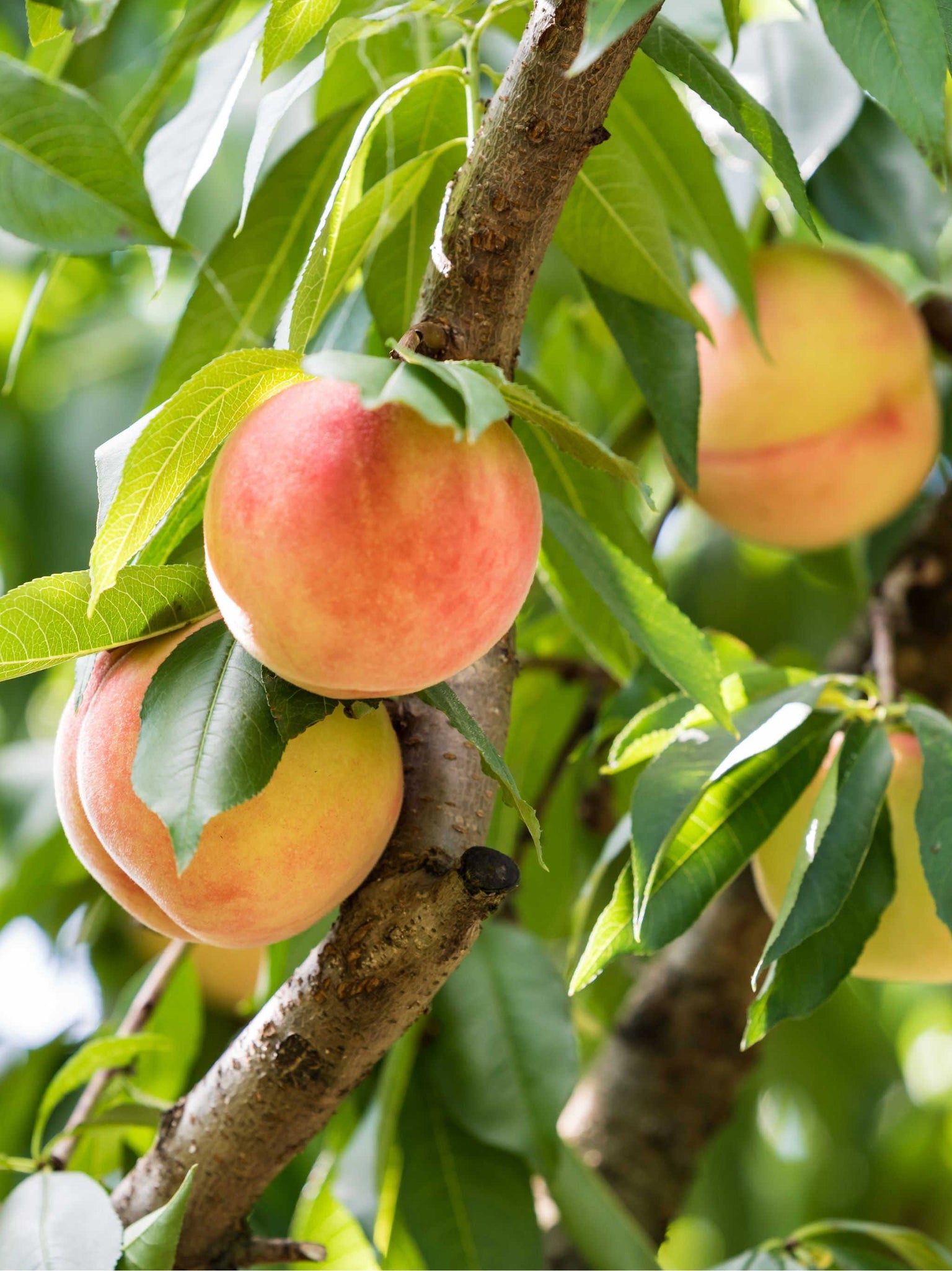 Dwarf Peach Trees | Great Tasting Fruits | Raintree Nursery