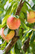 Veteran Peach-Fruit Trees-Dave Wilson-Semi-Dwarf (4'-5')-