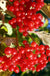 Ukraine Highbush Cranberry - Raintree Nursery