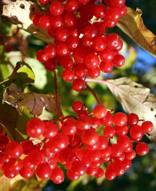 Ukraine Highbush Cranberry - Raintree Nursery