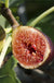 Violette de Bordeaux Fig (Negronne)-Fruit Trees-Raintree Prop-1 Gallon Pot-