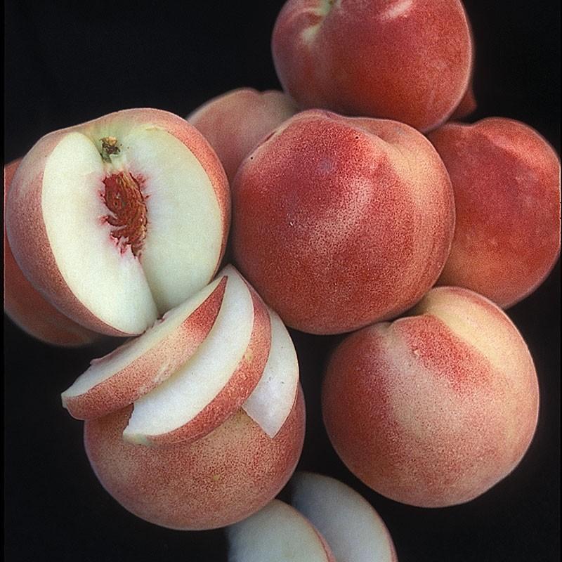 White Lady Peach - Raintree Nursery