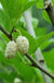 Beautiful Day Mulberry - Raintree Nursery