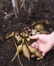 Yacon - Raintree Nursery