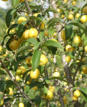 Yellow Fruited Cornus Mas - Raintree Nursery
