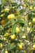 Yellow Fruited Cornus Mas - Raintree Nursery