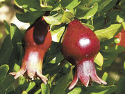 Sochi Dwarf Pomegranate - Raintree Nursery