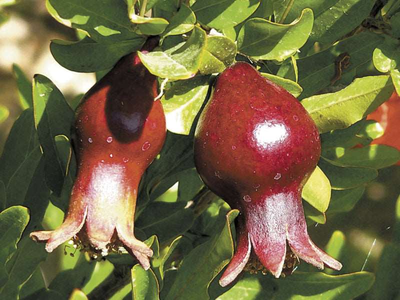 Sochi Dwarf Pomegranate - Raintree Nursery